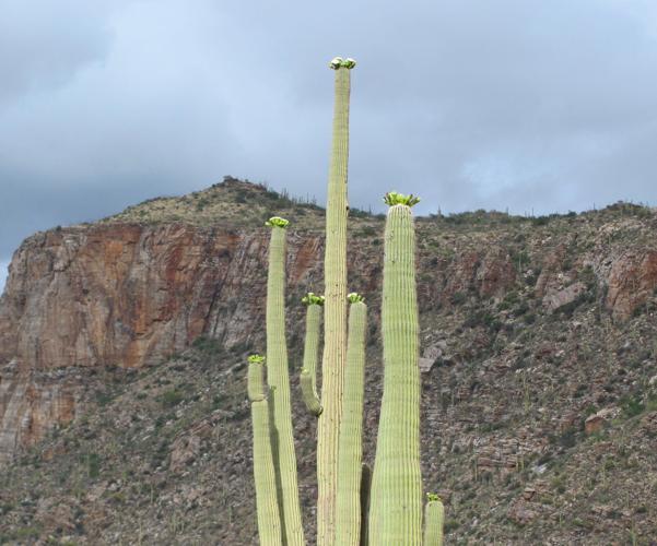 Blooming saguaro