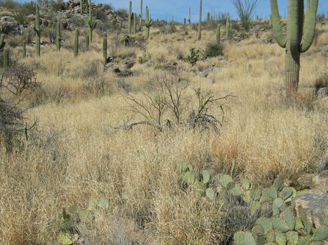 Buffelgrass invades desert