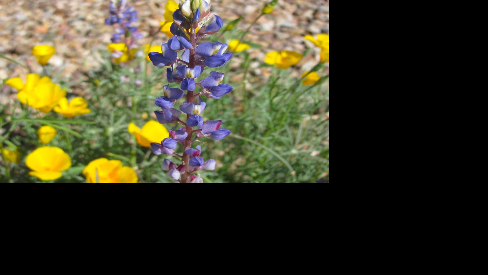 Tucson is blooming! 7 Instaworthy spots to stop and smell the flowers