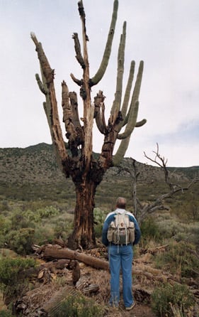 These big guys were contemporaries of "Old Granddaddy"   