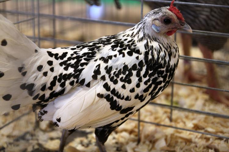 Pima County Fair's poultry show