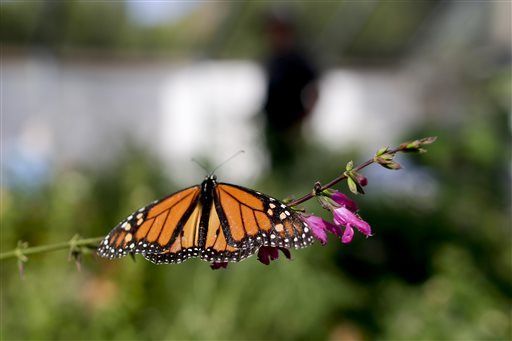 Monarch butterfly