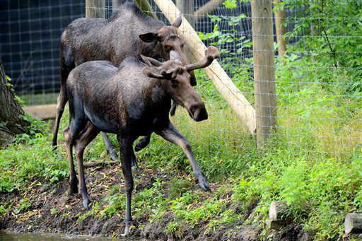 Project at Lansing's Potter Park Zoo gives moose new home