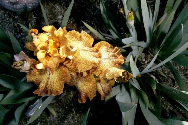 Catching the iris virus Love blooms in iris garden    