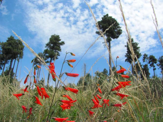 Wildflowers and conifers