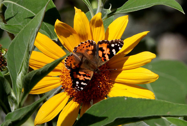 Sue Feyrer and butterflies