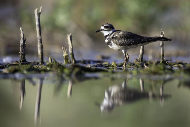 Adventures in Nature Photo Contest / Sean Stubben