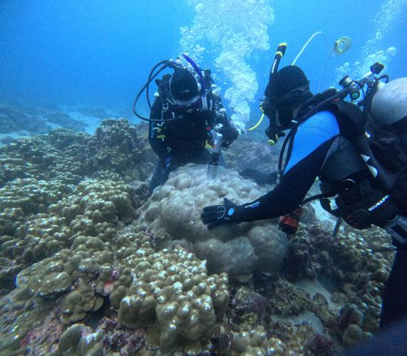 Galapagos coral core