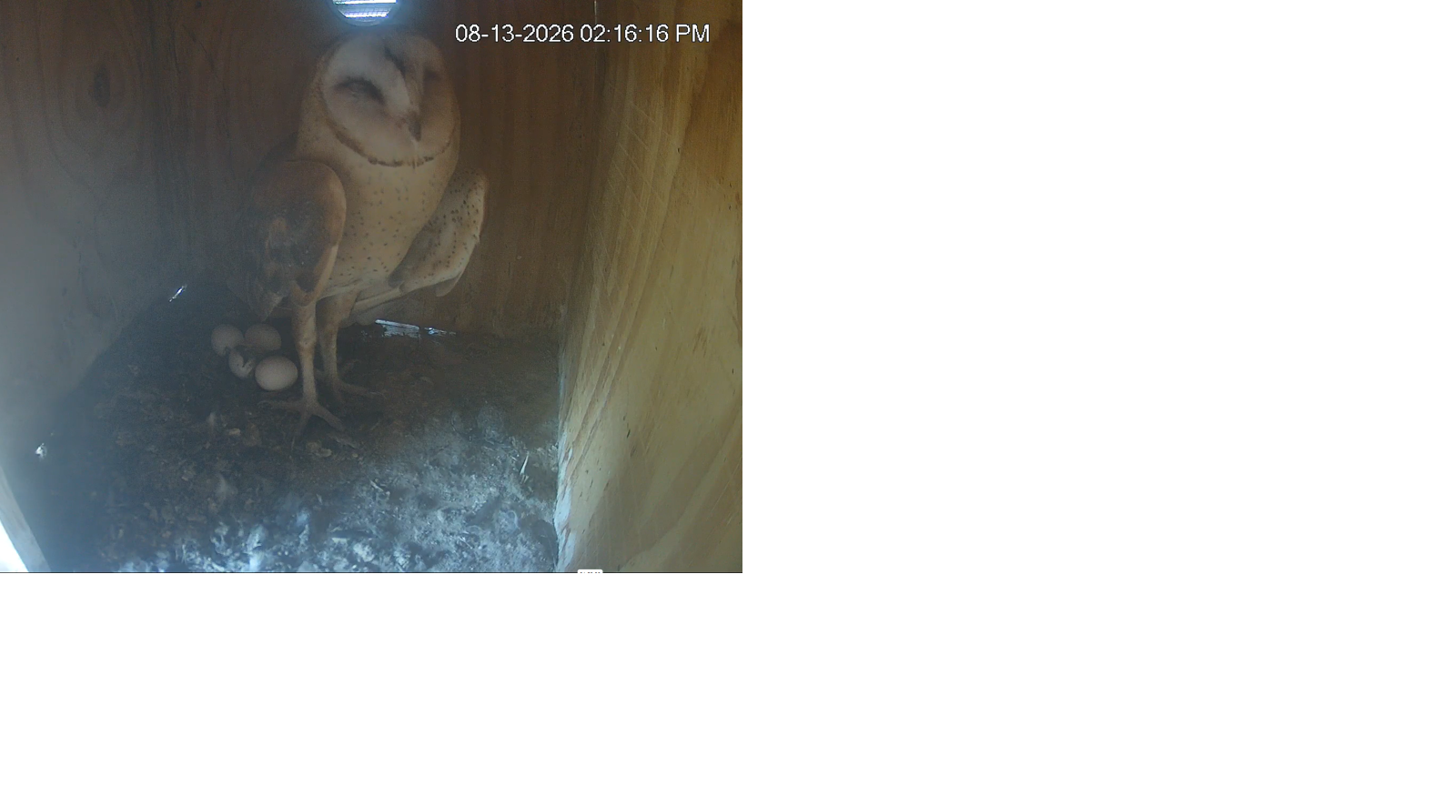 Live nest cam of barn owls in Arizona gets surprise second season