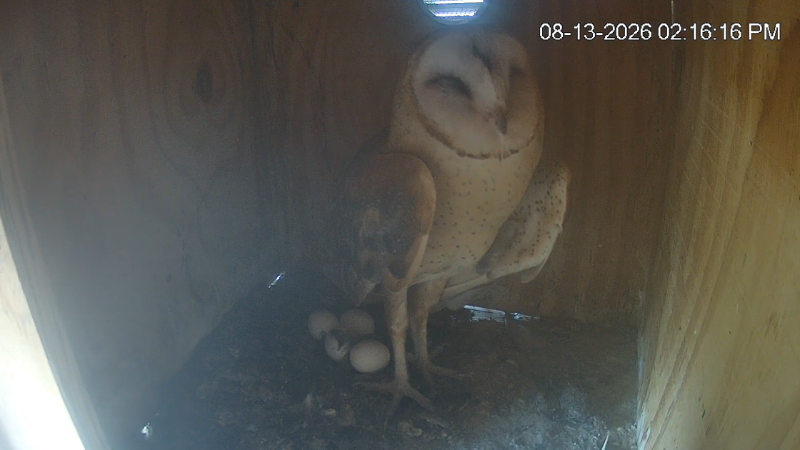 Live nest cam of barn owls in Arizona gets surprise second season