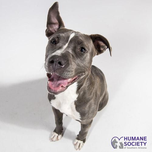 Adopt a friend: Oona