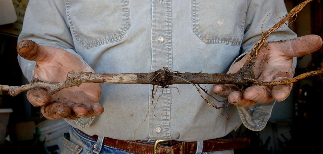 Flying Leap Vineyards