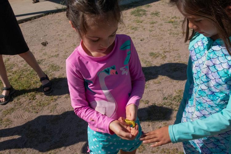 On the crawl: Why so many caterpillars are wriggling around Arizona