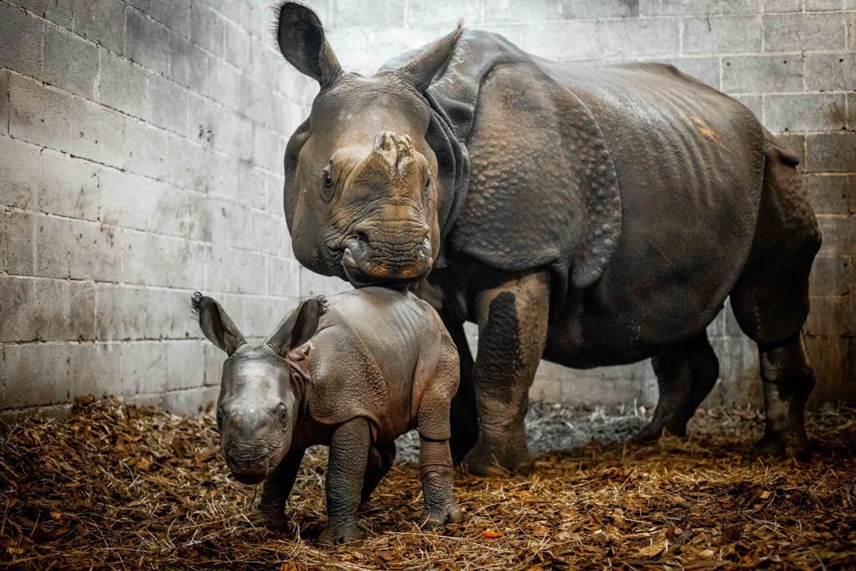 Buffalo Zoo baby rhinoceros born Oct 16 2021