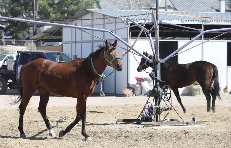 Rillito Park, horsing racing, 2022