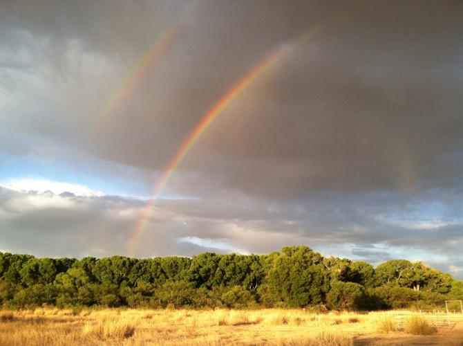 Gray Hawks, San Pedro Riparian National Conservation Area