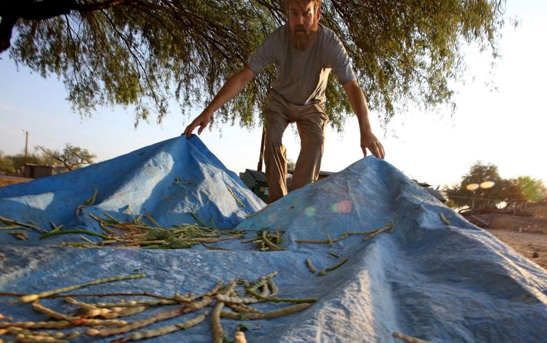 Harvesting mesquite bean pods