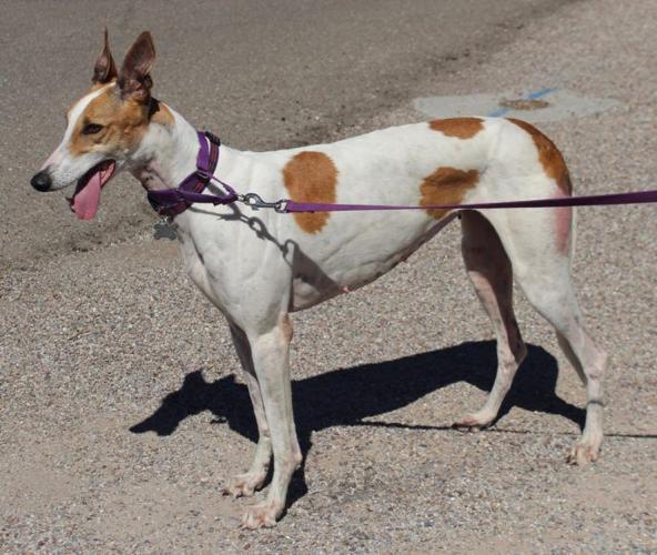 Southern Arizona Greyhound Adoption: Hilda