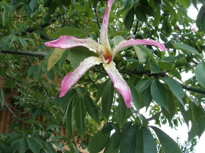 Silk floss tree
