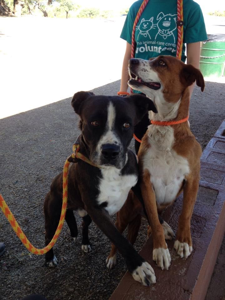 bonded pair dog adoption near me