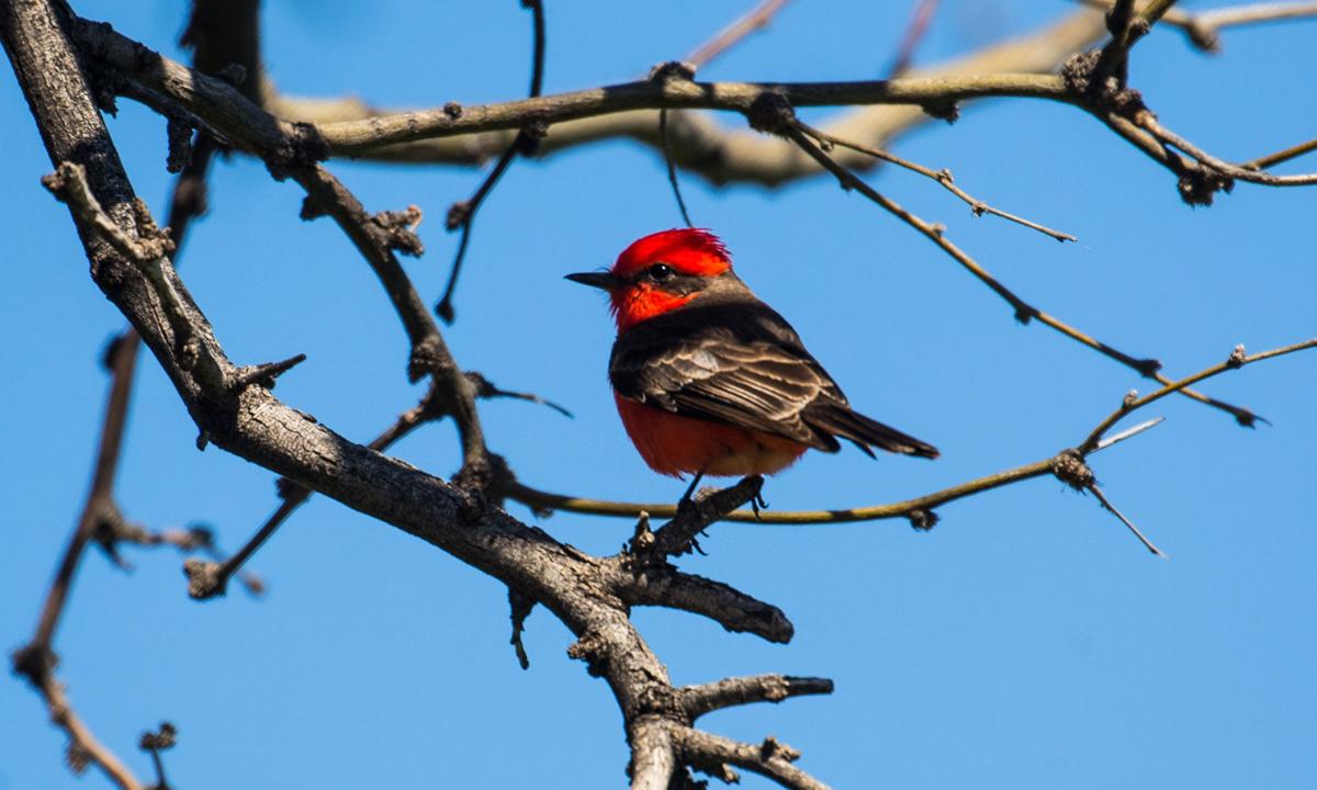 Birding  — Historic Canoa Ranch