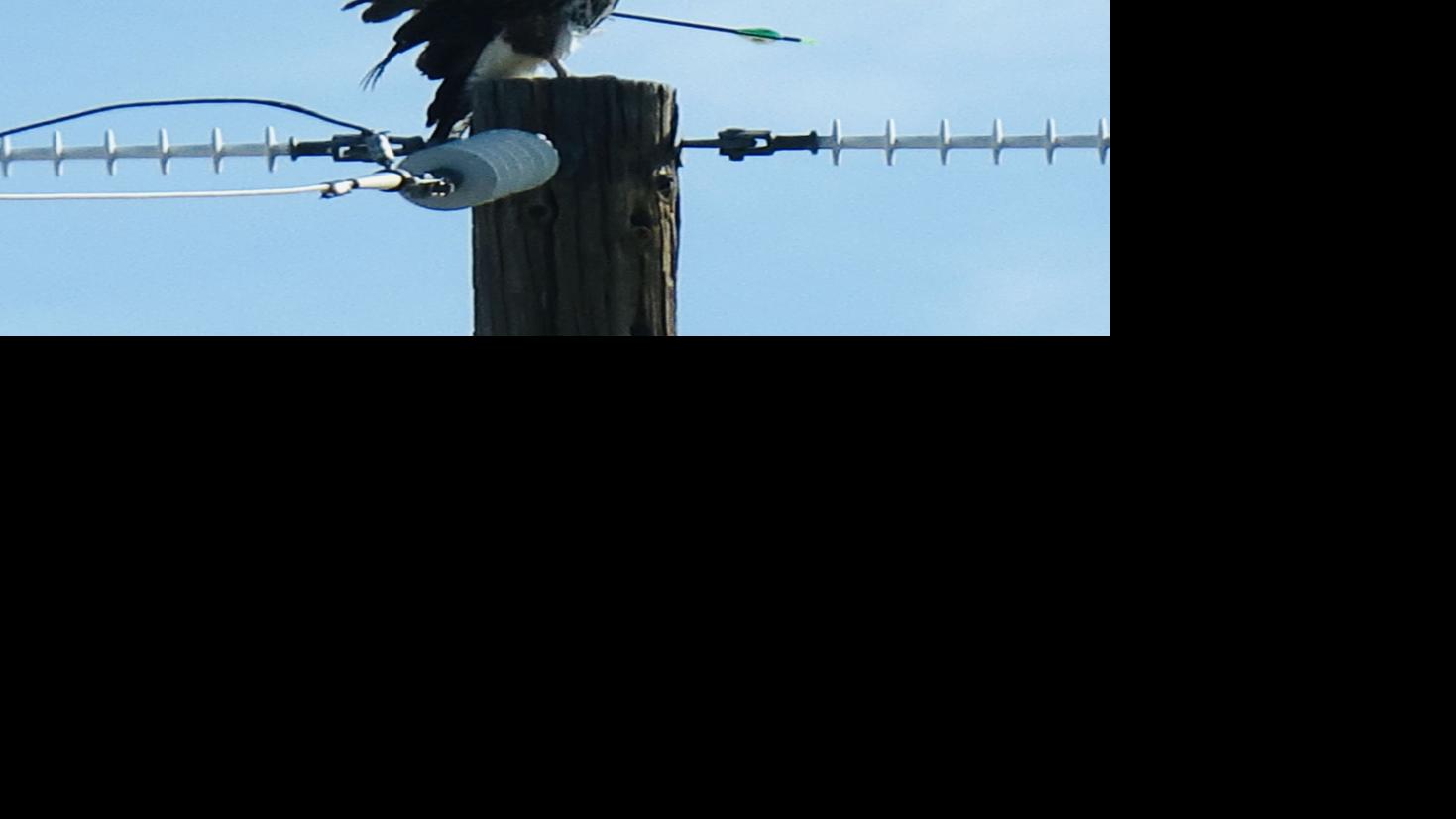 Reward offered for tips about hawk shot with arrow southwest of Tucson