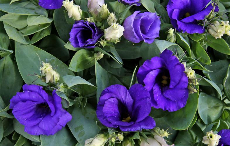 Flowering and edible plants