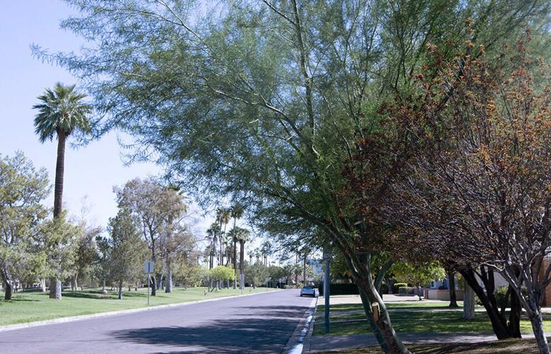 Phoenix funding trees and shade structures for underserved communities