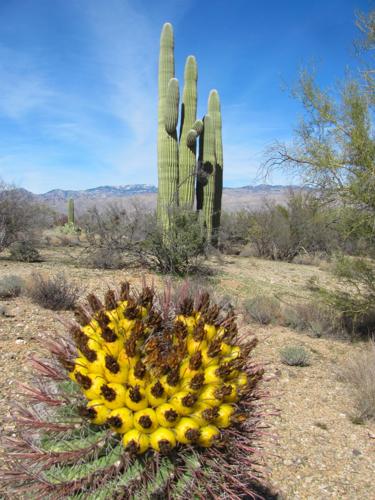 Trailside cacti