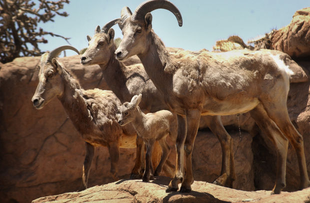Bighorns coming back to the Catalinas