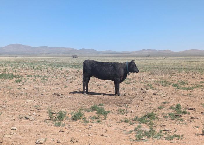 Technology helps border ranchers survive Arizona's drought