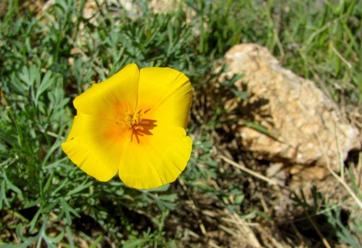 Poppy near Seven Falls