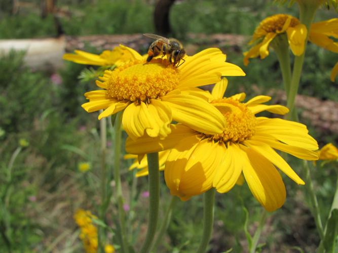 Classic hike: Mint Spring Trail is a treat for the senses