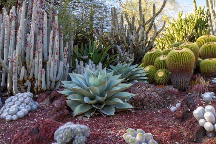 How To Design A Desert Garden Home, Desert Landscape Design Tucson
