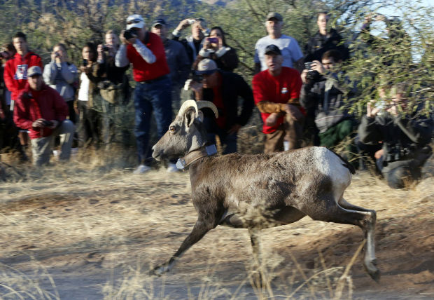 Bighorn sheep release