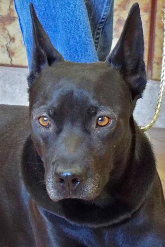 Adopt A Friend: Jojo