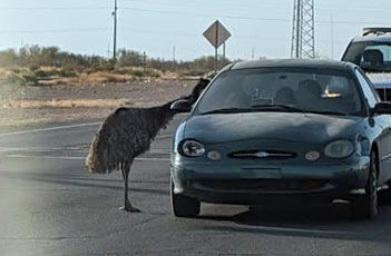 Emu