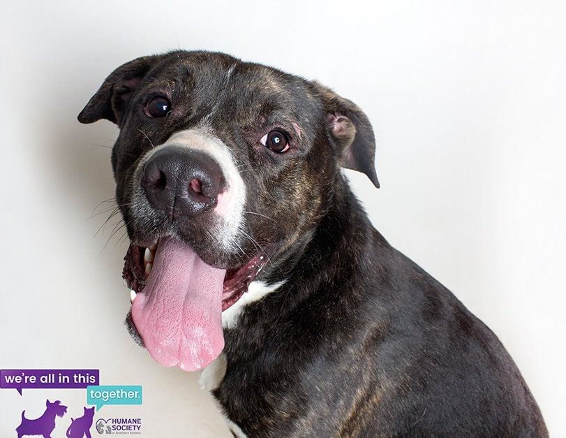 Mordecai – male pitbull mix