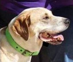 Adopt a friend: Thurston