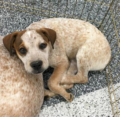 Adopt A Friend: Daisy