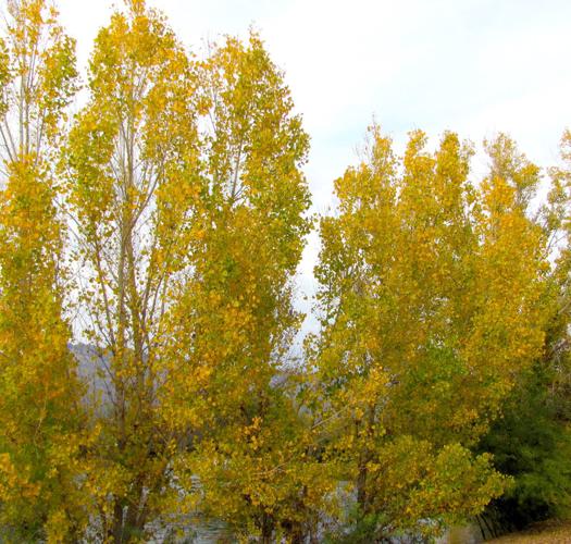 Autumn at Fort Lowell Park