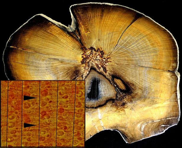 Petrified oak