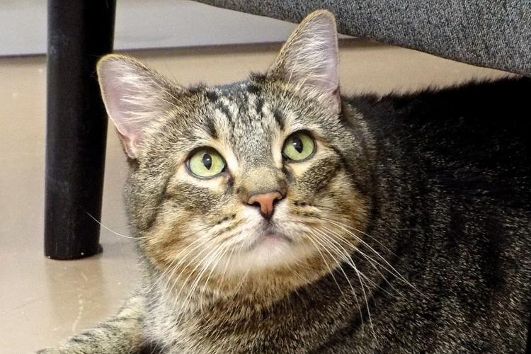 Adopt a friend: Tiger