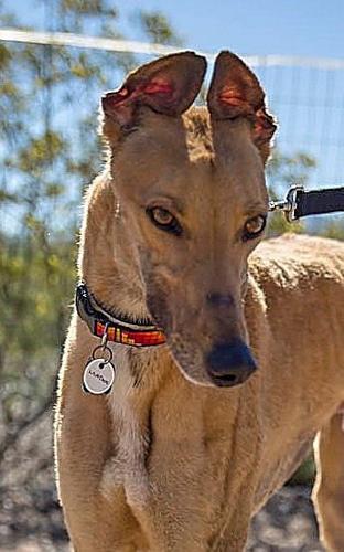 Adopt a friend: London