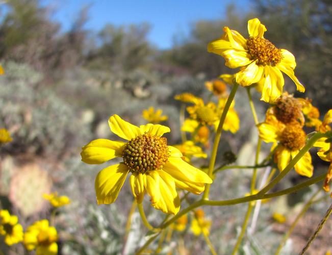 Blooming brittlebush