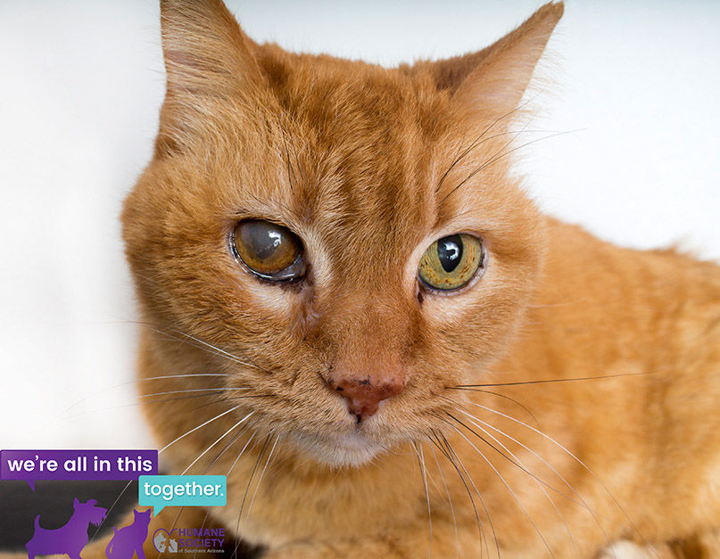Amelia – female domestic short hair mix