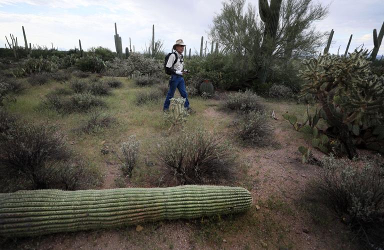 Saguaro National Park West