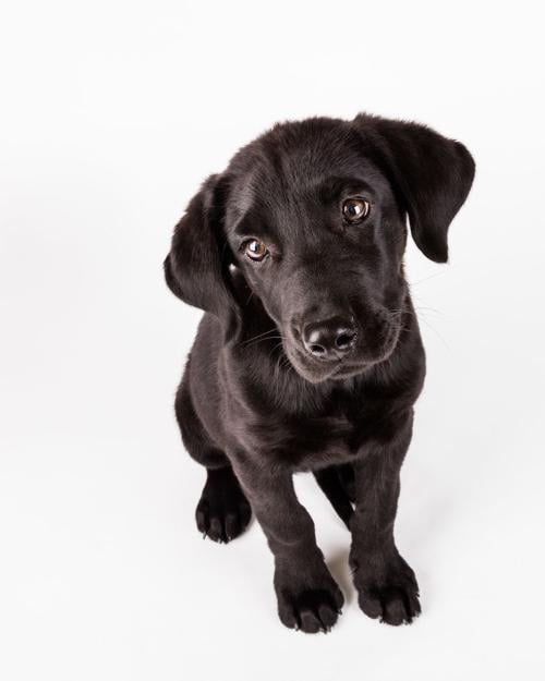 Puppy dumped at a Tucson mall gets a home, shelter gets funding pledge