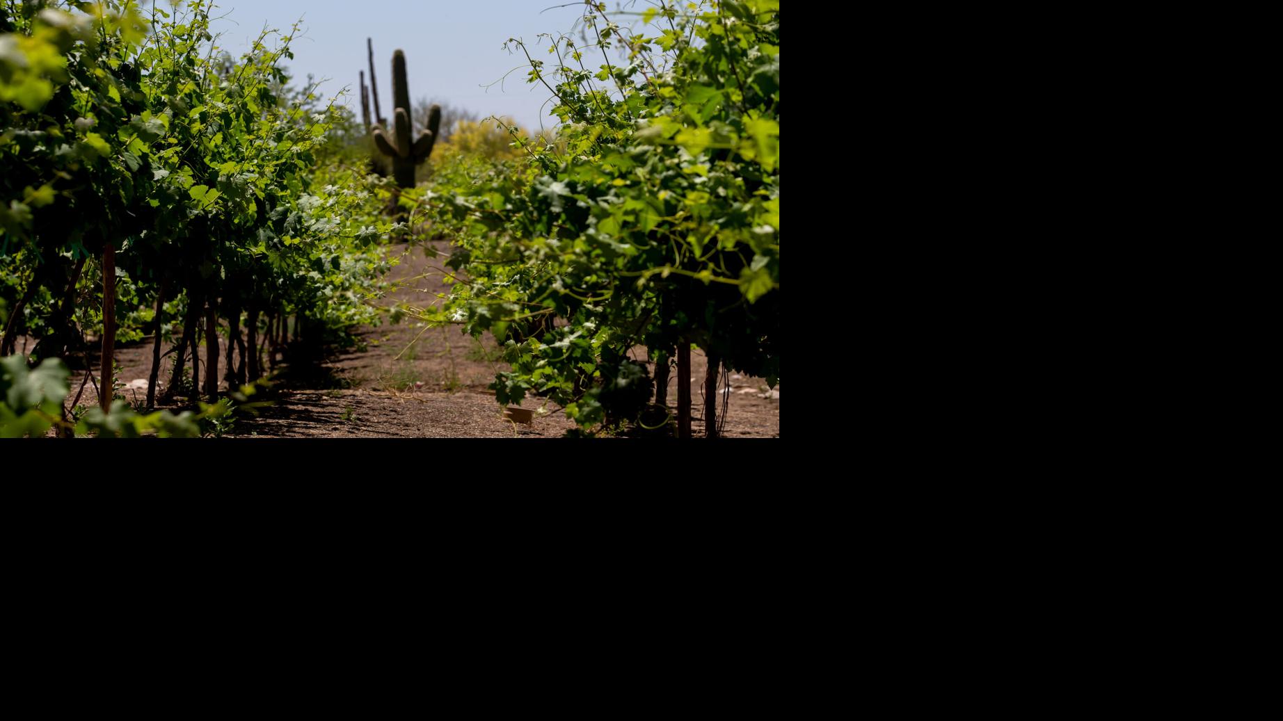 Grapes grow alongside saguaros at this new tasting room and vineyard on Tucson's northwest side
