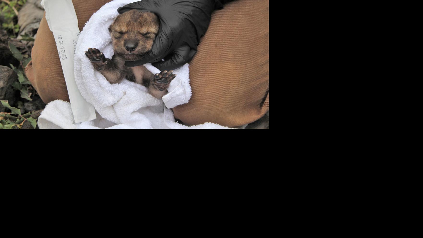 GOP lawmakers move to bar Arizona from bringing wolf pups to state